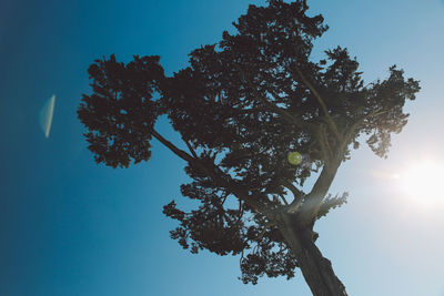 Low angle view of tree against clear blue sky