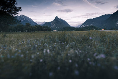 Scenic view of field against sky