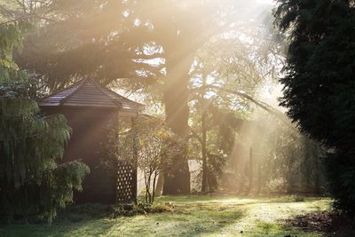 Footpath amidst trees and buildings in forest