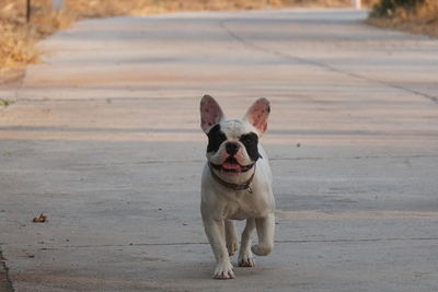 Portrait of dog standing on footpath