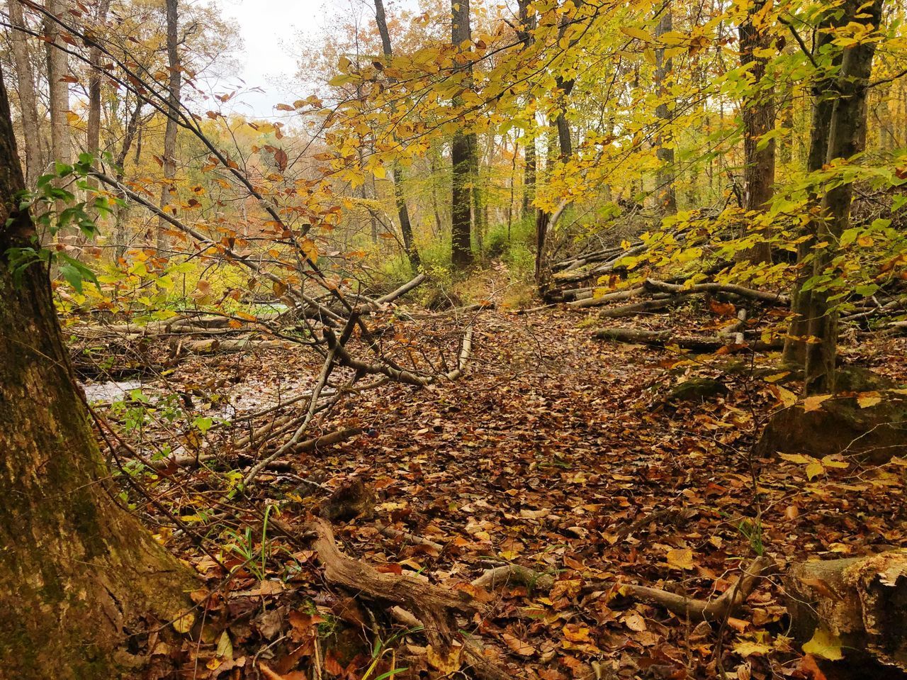 PLANTS GROWING IN FOREST