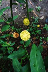 High angle view of yellow flowers blooming outdoors