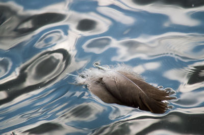 Close-up of jellyfish swimming in water