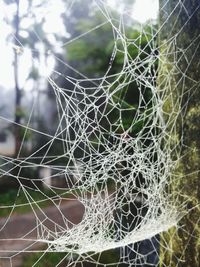 spider web