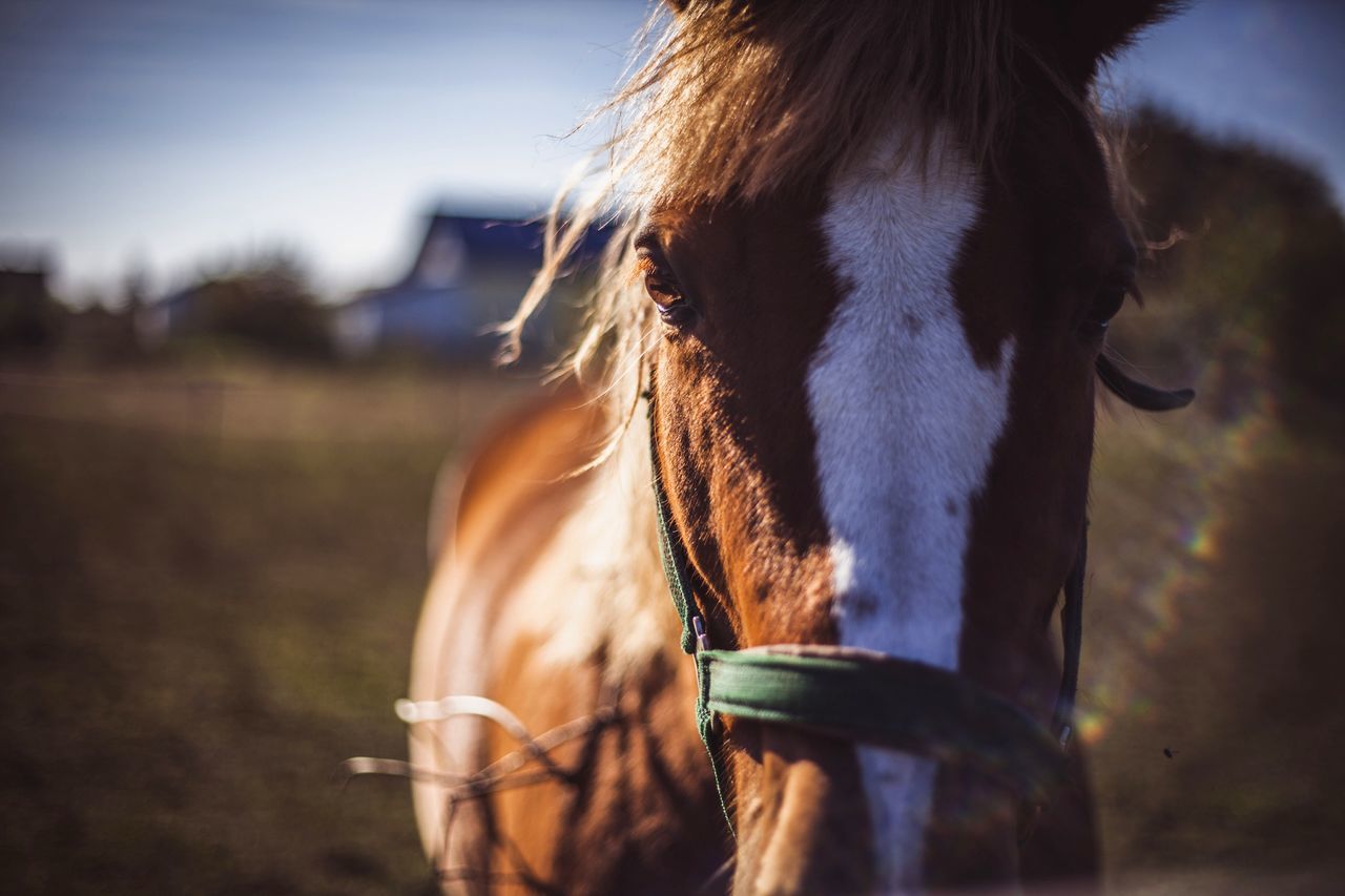 animal themes, domestic animals, one animal, mammal, horse, focus on foreground, animal head, livestock, working animal, close-up, pets, animal body part, herbivorous, side view, dog, field, outdoors, standing, animal hair, day