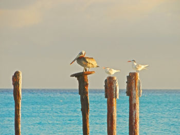 Birds perching on wooden post by sea against clear sky