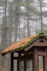 Close-up of tree trunk by house in forest