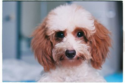 Close-up portrait of dog