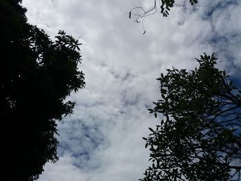 Low angle view of silhouette tree against sky