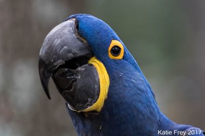 Close-up of bird perching outdoors