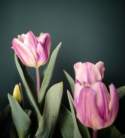 Close-up of pink flower