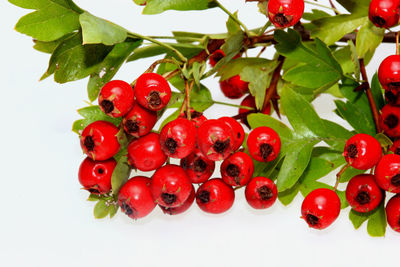 Close-up of cherries against white background