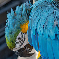 Close-up of a parrot