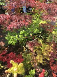 High angle view of flowering plants and trees during autumn