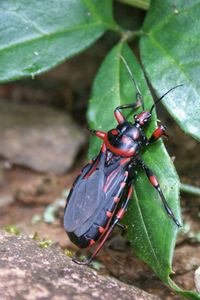 Close-up of insect on leaf