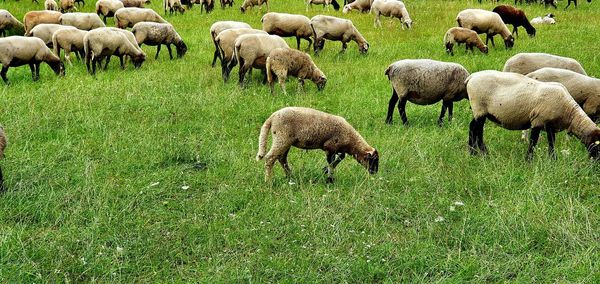 Sheep grazing in a field