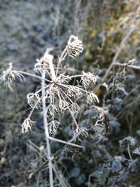 Close-up of snow on plant during winter