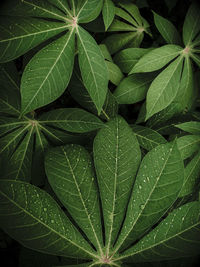 Full frame shot of green leaves