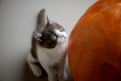 Beautiful british short hair cat