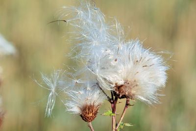 Close-up of wilted dandelion