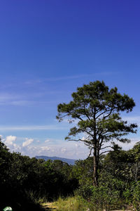 Low angle view of trees on field against blue sky