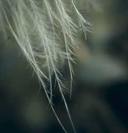 Close-up of feather on plant