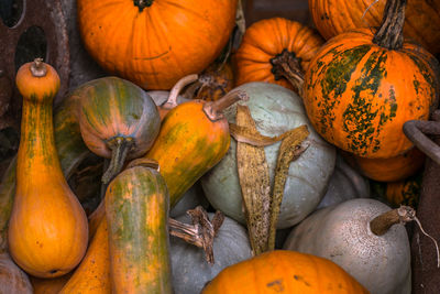 High angle view of pumpkins for sale at market stall