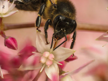 Close-up of honey bee on pink flower
