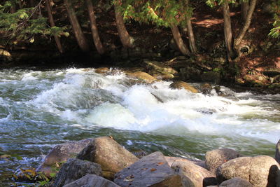 Stream flowing through forest