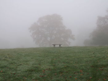 Horse on field in foggy weather