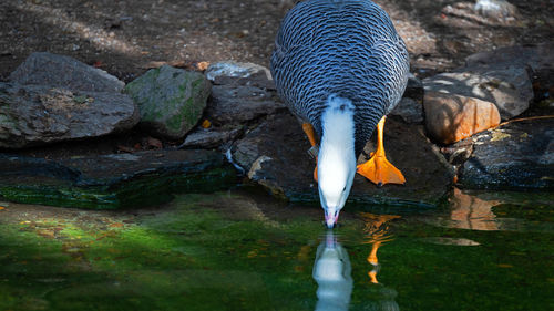 View of a bird drinking water