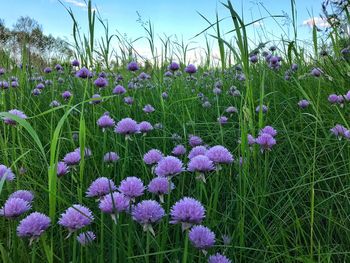 Close-up of purple crocus flowers blooming on field