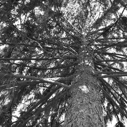 Low angle view of tree