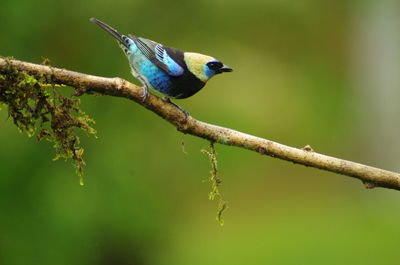 Close-up of bird perching on branch