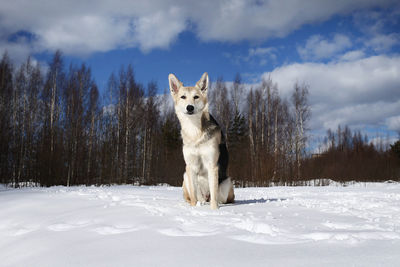Dog standing on snow covered land