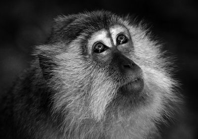 Portrait of monkey in black and white looking away