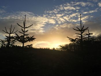 Silhouette plants on field against sky during sunset