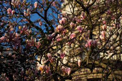 Close-up of flowers on tree