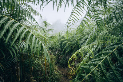 Close-up of fern leaves on field