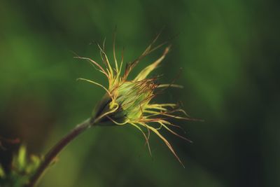 Close-up of plant