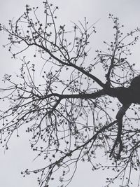 Low angle view of bare trees against clear sky