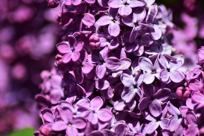 Close-up of purple flowers