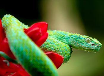 Close-up of green snake