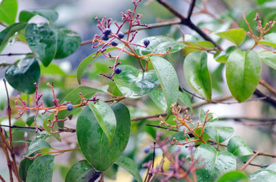 Close-up of green leaves on plant
