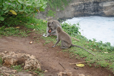 Monkey sitting on tree