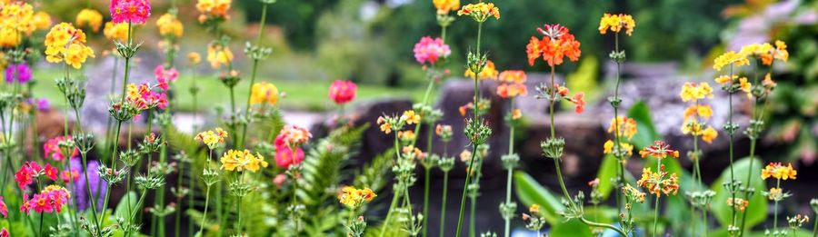 Close-up of flowering plants on field