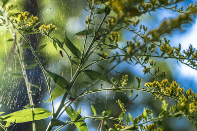 Low angle view of plants against sky