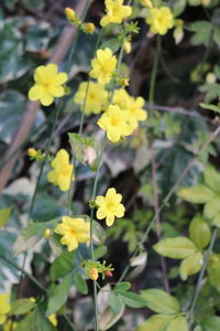 Close-up of yellow flowering plants