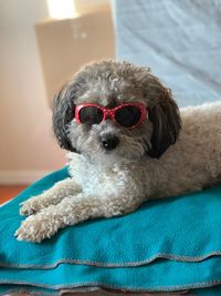 Portrait of dog sitting on carpet