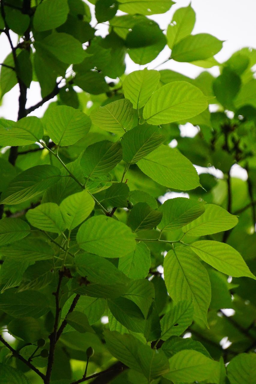 leaf, green color, growth, nature, branch, close-up, plant, leaves, tree, leaf vein, focus on foreground, beauty in nature, green, day, tranquility, outdoors, full frame, no people, low angle view, lush foliage